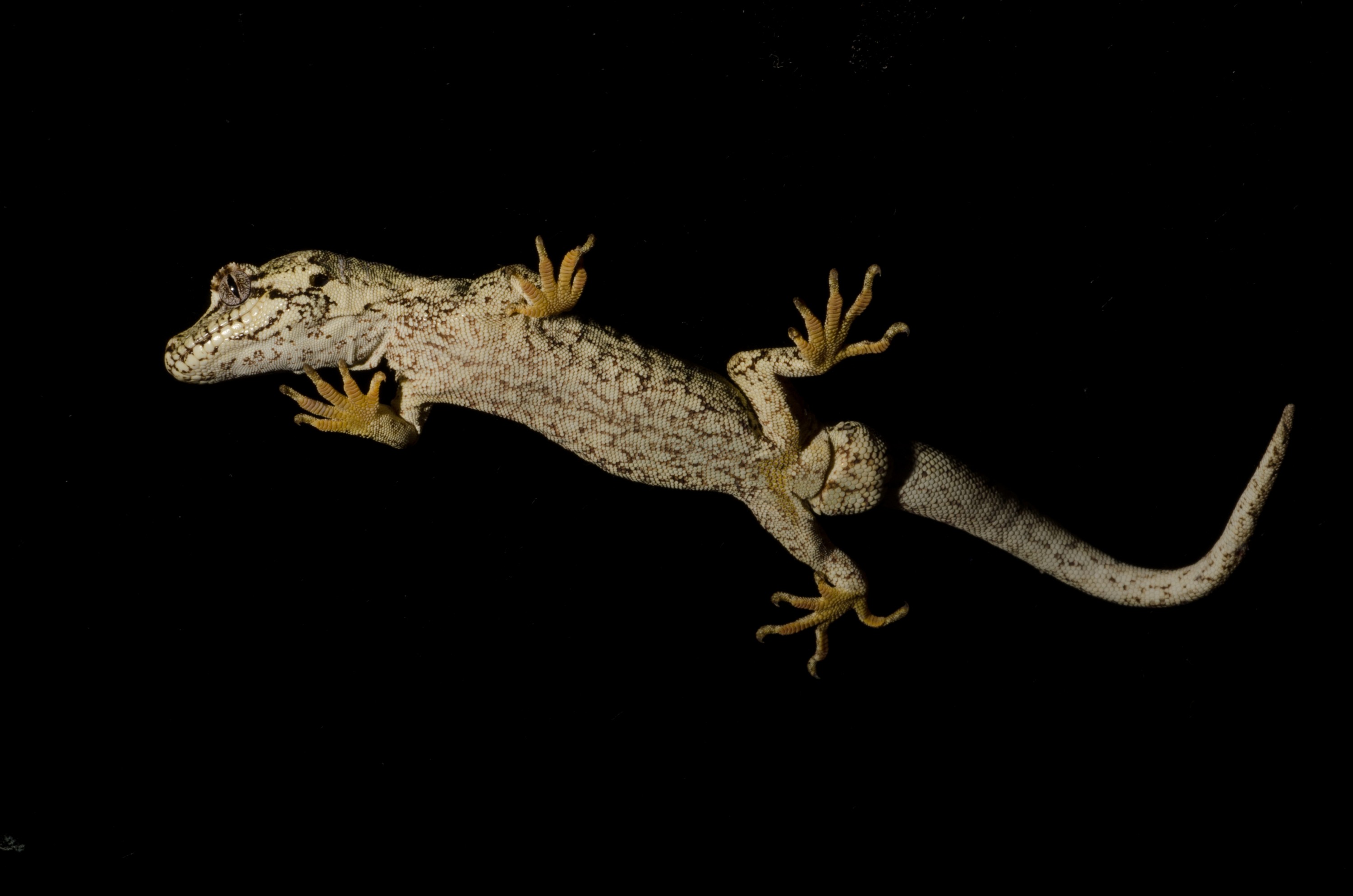 DSC_5335 – Forest, gecko, Hoplodactylus, granulatus, lizard, Crispin, reptiles, amphibians, rare, cold, blood, new, new zealand, zealand, nz